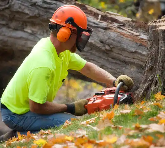 tree services Scio